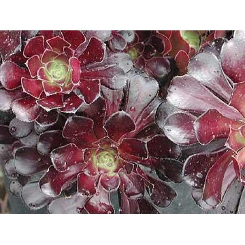 Aeonium Schwartzkopf Black Rose x 1 Purple succulent plants arboreum zwartkop beauty head tree Hardy Shrubs Rosette atropurpureum manriqueorum pot